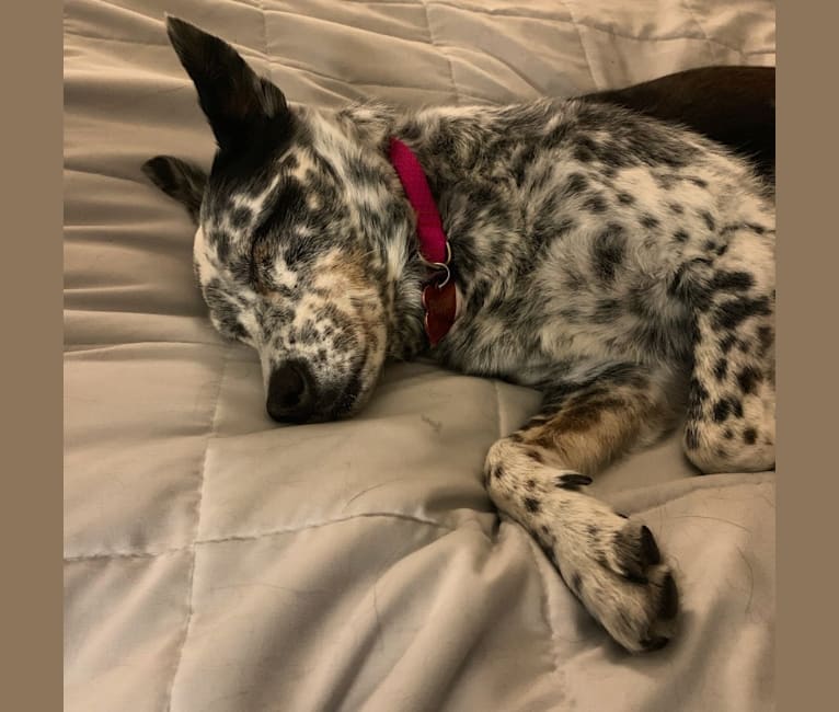 Photo of Pepper, an Australian Cattle Dog, Border Collie, and Mixed mix in Boise, Idaho, USA