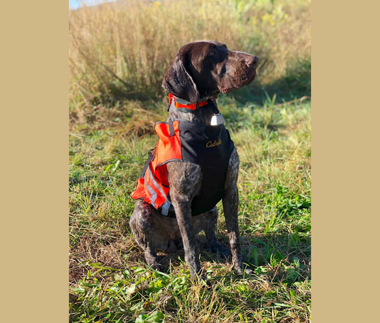 Photo of Effie Jayne, a German Shorthaired Pointer  in Austerlitz, NY, USA