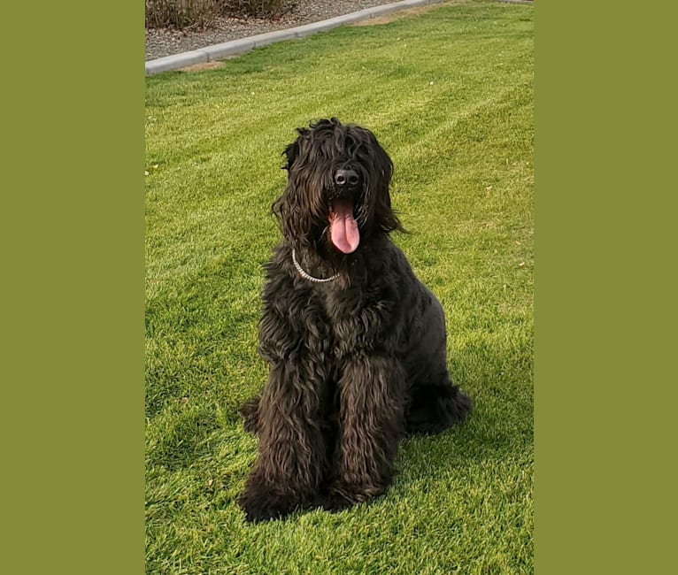 Freya, a Black Russian Terrier tested with EmbarkVet.com