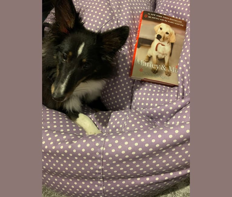 Whiskey Cash Adams, a Shetland Sheepdog tested with EmbarkVet.com