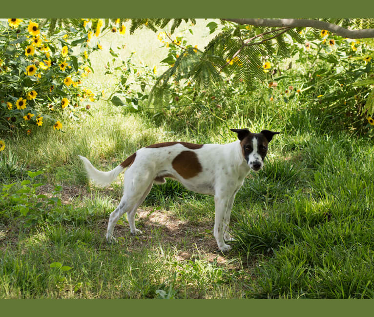 Gumption, a Whippet and Border Collie mix tested with EmbarkVet.com
