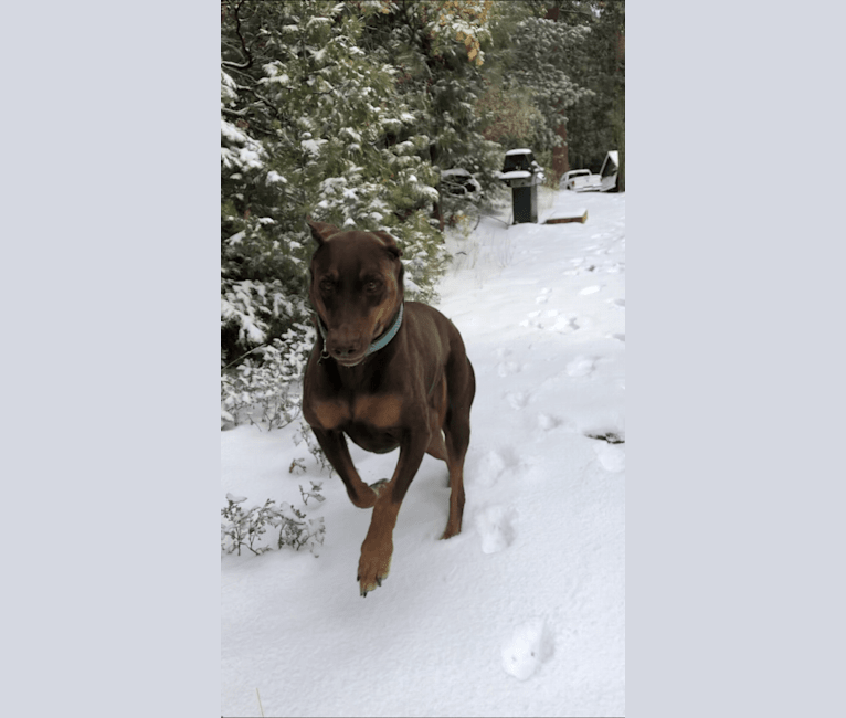 Vlade, a Doberman Pinscher and Labrador Retriever mix tested with EmbarkVet.com