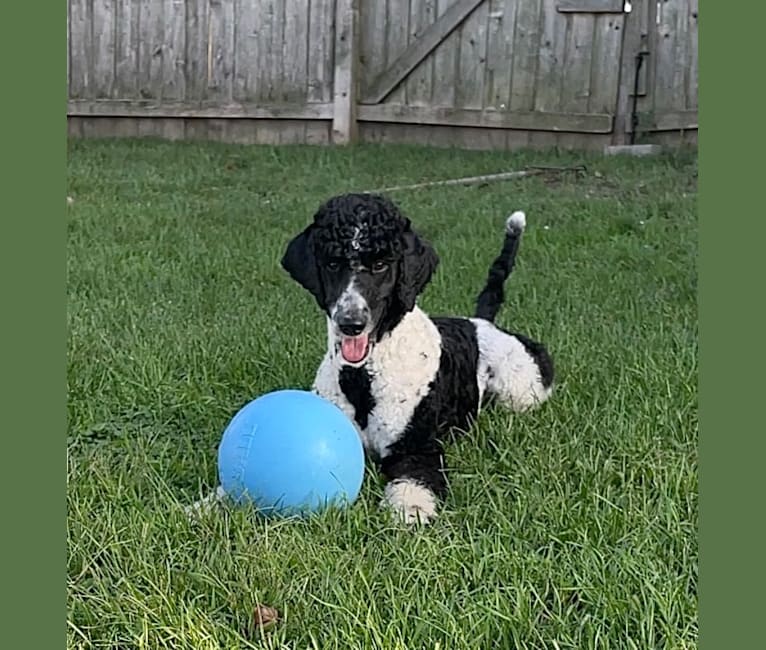 Archie, a Poodle tested with EmbarkVet.com
