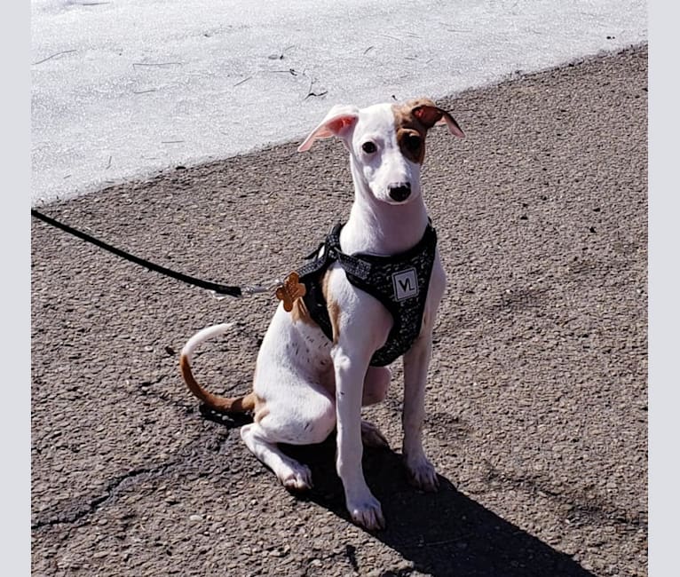 Buddy, an Italian Greyhound tested with EmbarkVet.com