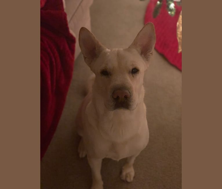 embark dog dna test breed