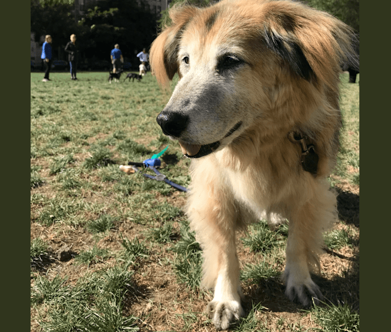 Max, a Shiba Inu and Golden Retriever mix tested with EmbarkVet.com