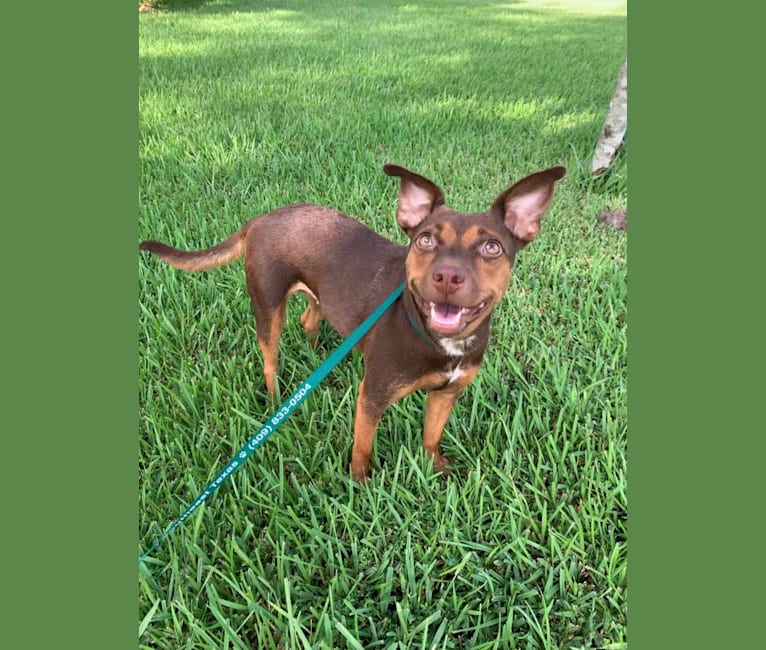 Hazel Grace, a Chihuahua and Australian Cattle Dog mix tested with EmbarkVet.com