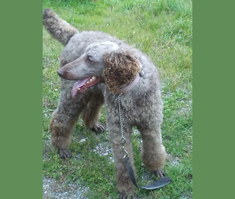 Photo of ROULETTE, a Poodle (Standard)  in Newman Lake, Washington, USA
