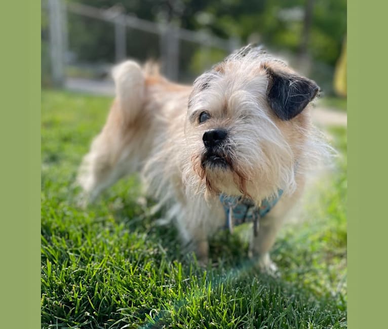 Winston, a Pugapoo tested with EmbarkVet.com