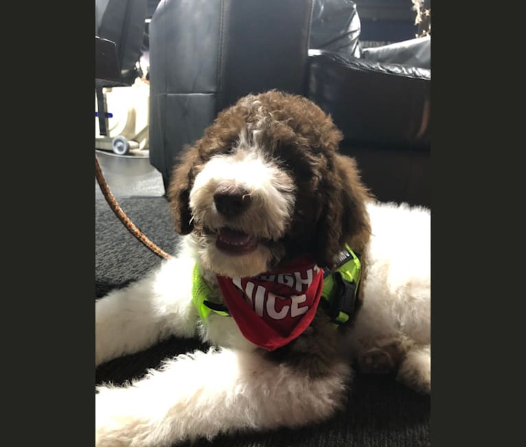 Chesapeake bay retriever poodle store