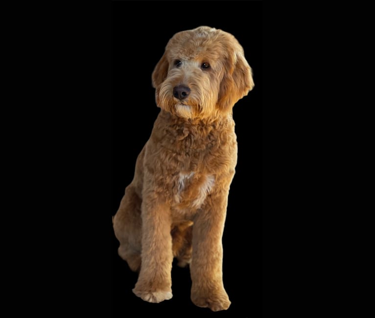 Sheamus, a Goldendoodle tested with EmbarkVet.com