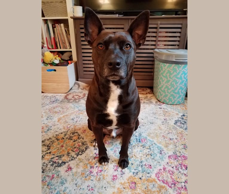 Bull terrier chihuahua mix sale