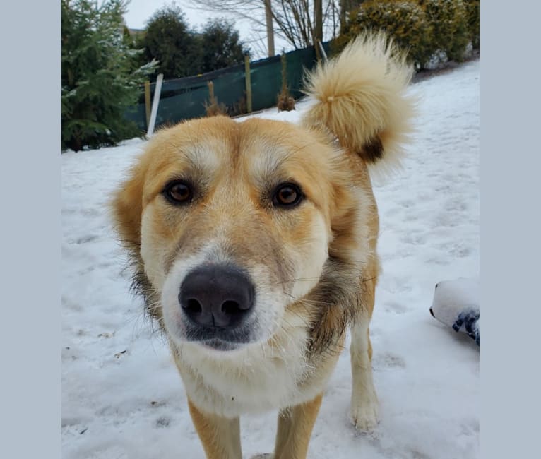 Nelson, an Arabian Village Dog tested with EmbarkVet.com