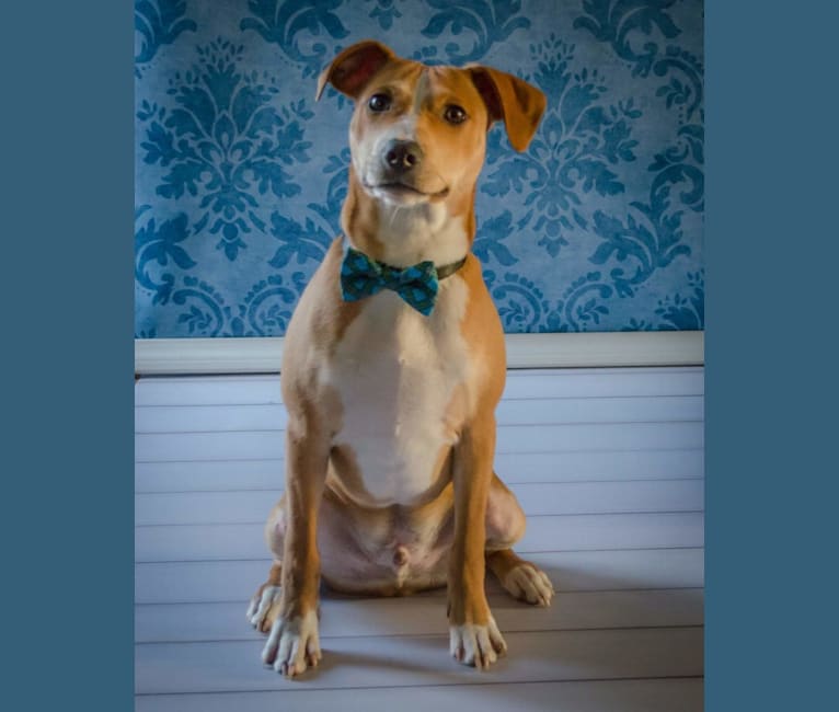 Embark Dog DNA Test Breed