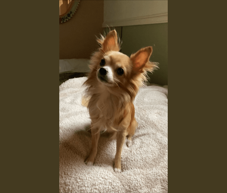 L'il Critter, a Chihuahua tested with EmbarkVet.com