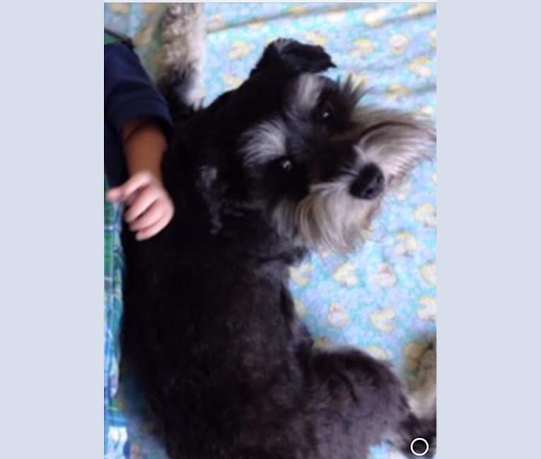 Minnie, a Miniature Schnauzer tested with EmbarkVet.com