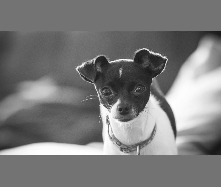 Daisy, a Chihuahua and Shih Tzu mix tested with EmbarkVet.com