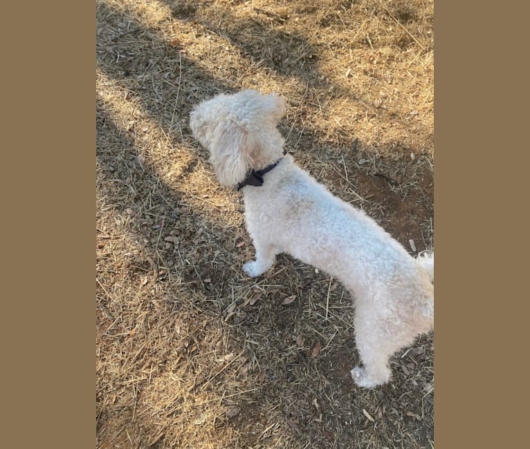 Pax, a Poodle (Small) and Cocker Spaniel mix tested with EmbarkVet.com