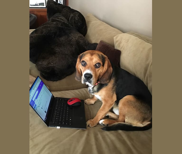 Shiloh, a Beagle and Cocker Spaniel mix tested with EmbarkVet.com