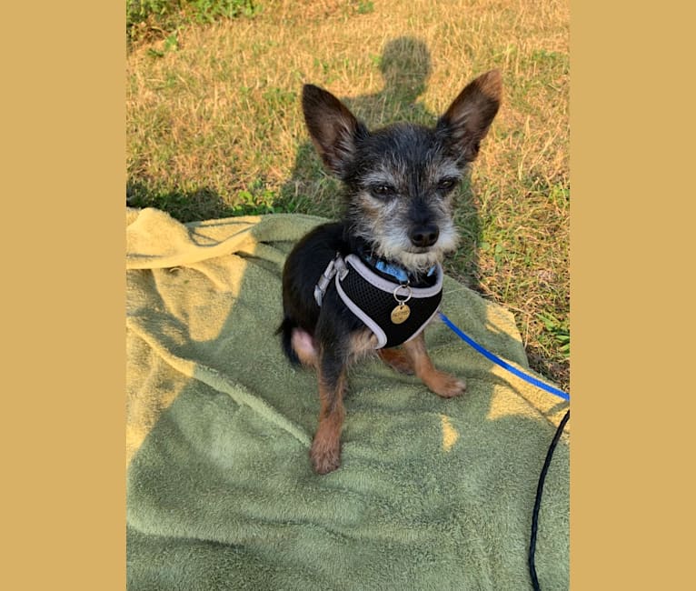 Alfred, a Yorkshire Terrier and Chihuahua mix tested with EmbarkVet.com