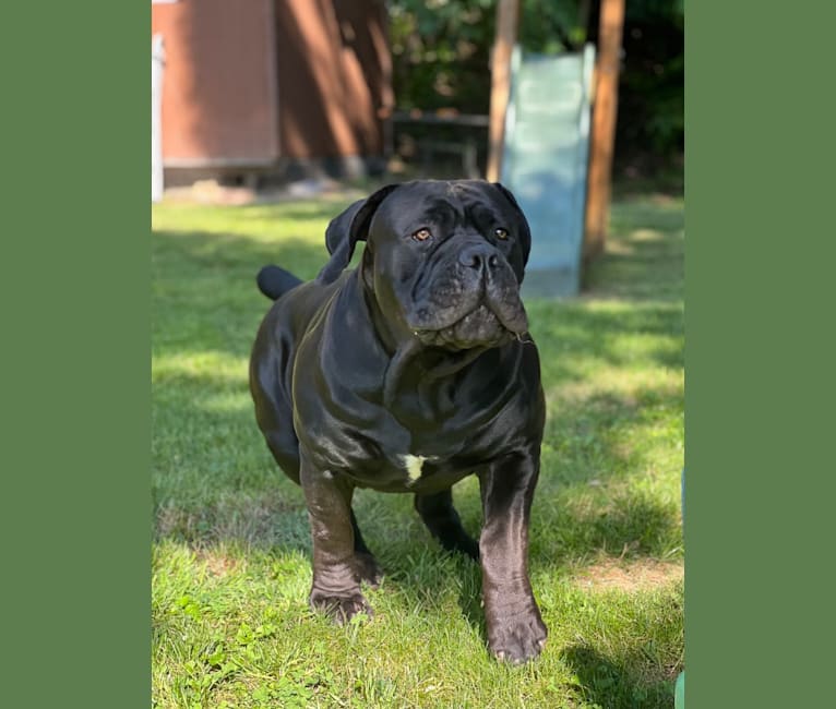 Jabali Boland, a Boerboel tested with EmbarkVet.com