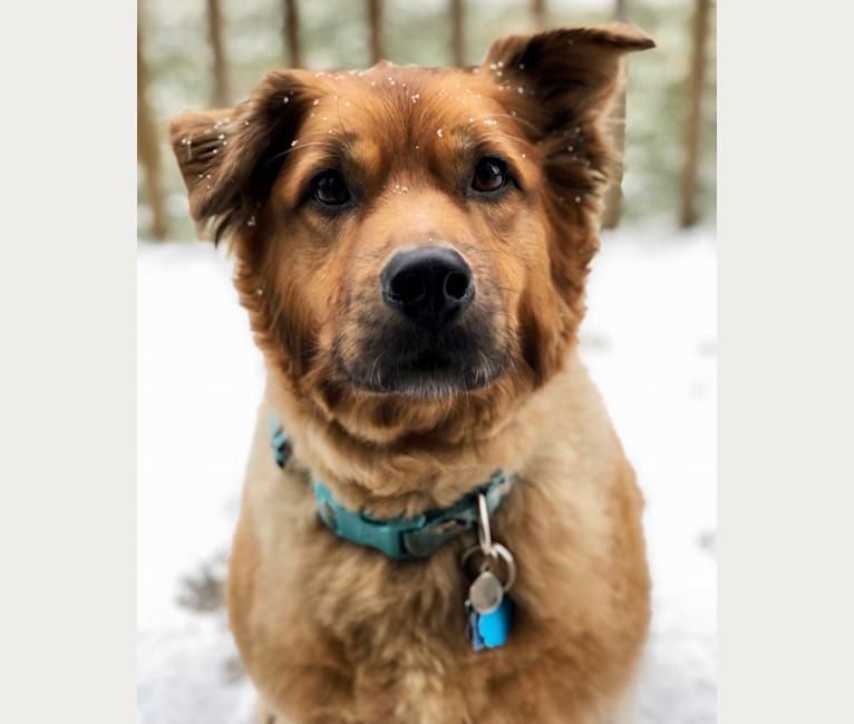 Photo of JD, an American Pit Bull Terrier, Chow Chow, German Shepherd Dog, Cocker Spaniel, and Mixed mix in Tennessee, USA