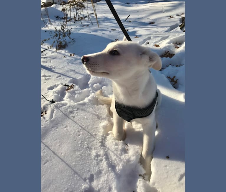 Atlas, an Australian Cattle Dog and Siberian Husky mix tested with EmbarkVet.com