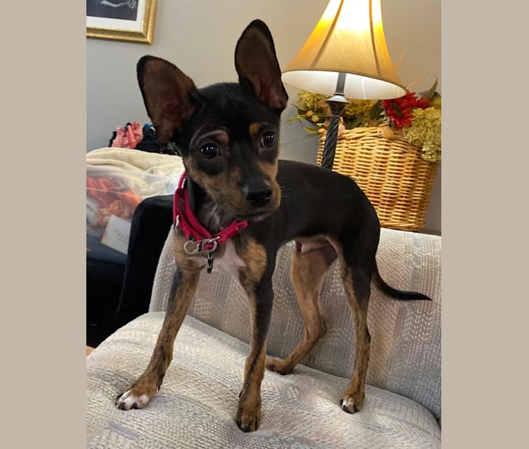 Maverick, a Chihuahua and Pomeranian mix tested with EmbarkVet.com