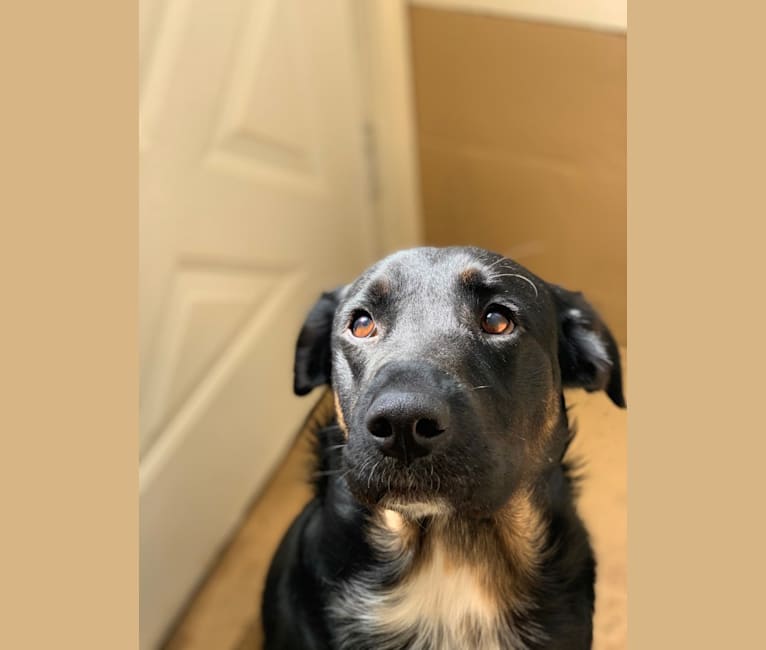 Smokey, a Labrador Retriever and Border Collie mix tested with EmbarkVet.com