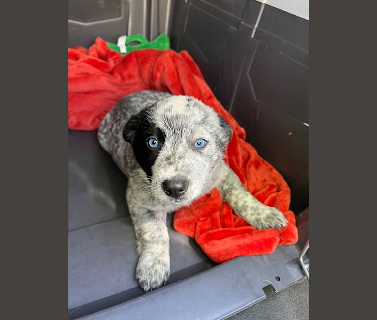 Monster X, an Australian Cattle Dog tested with EmbarkVet.com