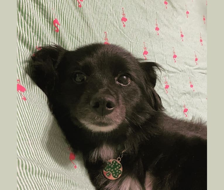 Ellie, a Pomeranian and Poodle (Small) mix tested with EmbarkVet.com