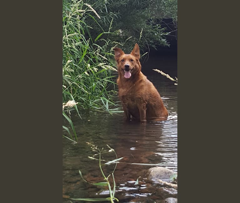 Brownie, an Australian Shepherd and Border Collie mix tested with EmbarkVet.com