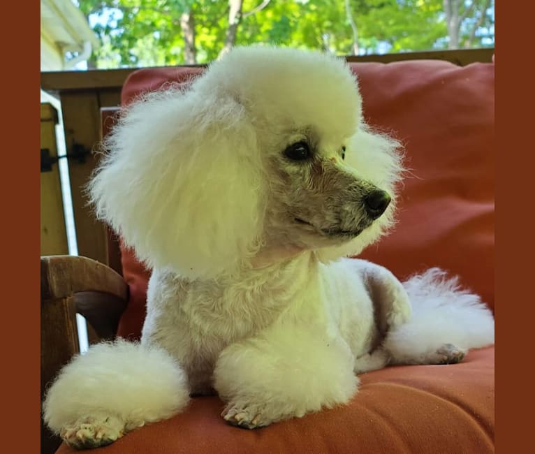 Lilo, a Poodle (Small) tested with EmbarkVet.com