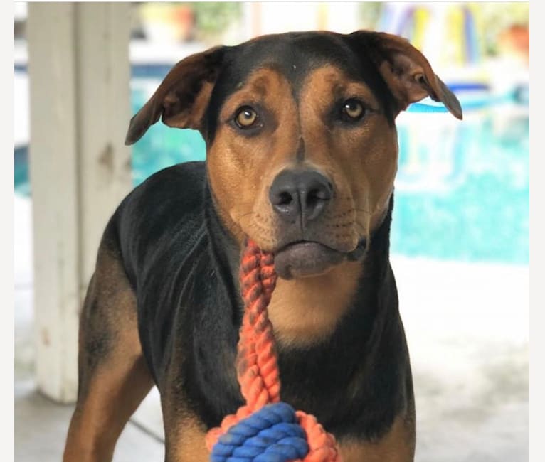 Lily, a Rottweiler and American Pit Bull Terrier mix tested with EmbarkVet.com