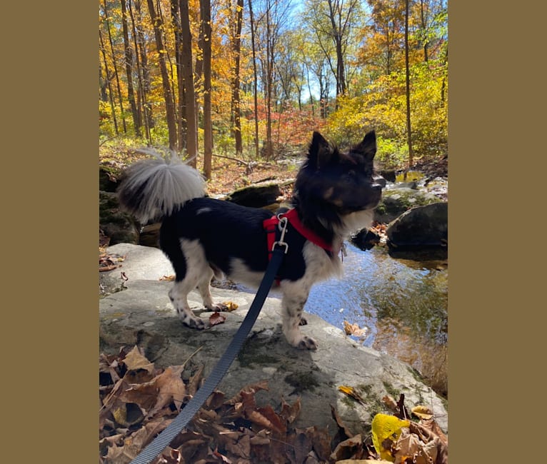 Bennett, a Japanese or Korean Village Dog tested with EmbarkVet.com