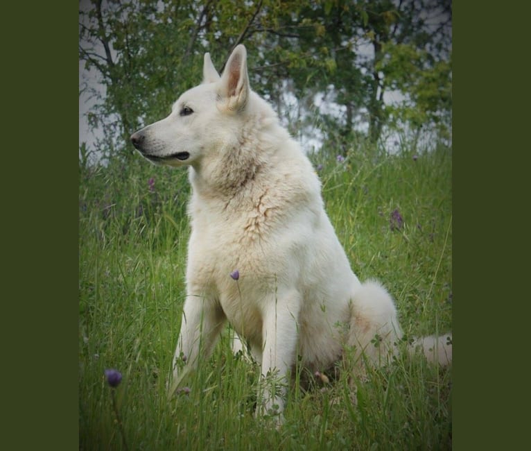 Bear, a White Shepherd tested with EmbarkVet.com