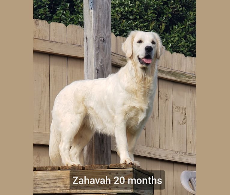 Zahavah, a Golden Retriever tested with EmbarkVet.com