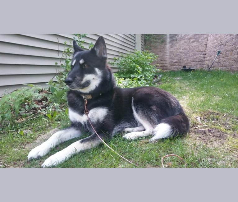 Olivia, a Siberian Husky and German Shepherd Dog mix tested with EmbarkVet.com