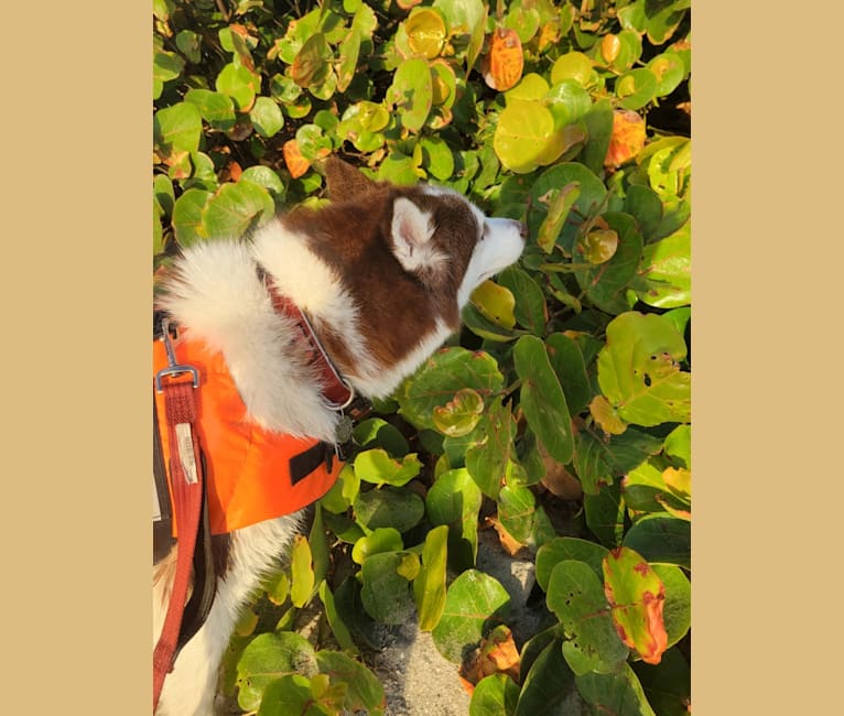 Photo of London, a Siberian Husky  in Orlando, FL, USA
