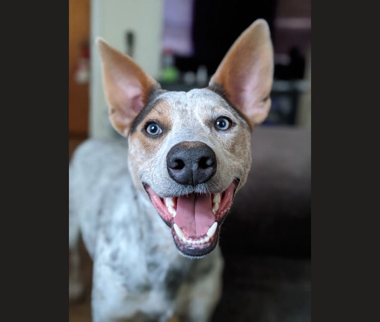 Zero, an Australian Cattle Dog and American Staffordshire Terrier mix tested with EmbarkVet.com