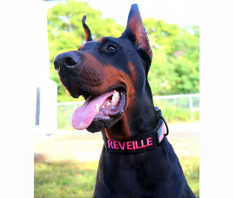 Reveille, a Doberman Pinscher tested with EmbarkVet.com