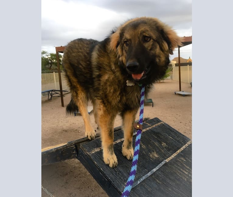 Kodiak, a Great Pyrenees and Australian Shepherd mix tested with EmbarkVet.com