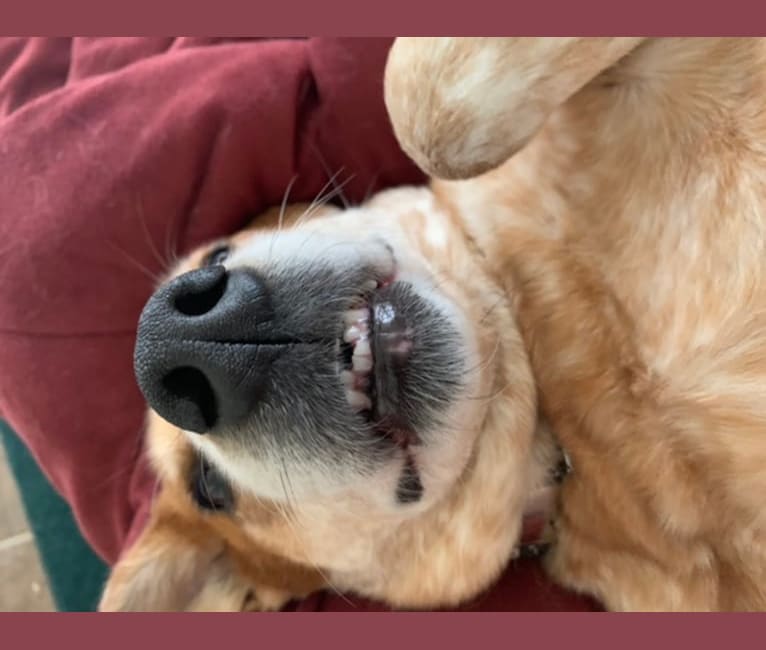 Bird, an Australian Cattle Dog and Labrador Retriever mix tested with EmbarkVet.com