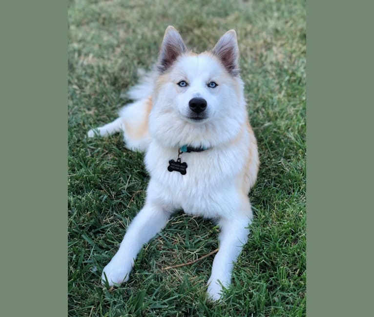 Cambria, a Siberian Husky and American Eskimo Dog mix tested with EmbarkVet.com