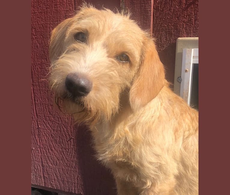 Embark Dog DNA Test Breed