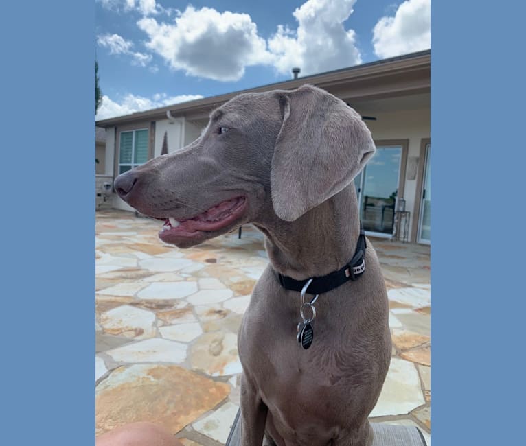 Graycie Treadway, a Weimaraner tested with EmbarkVet.com