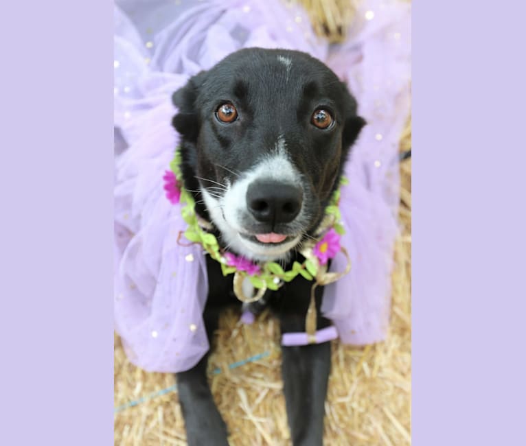 Trixie, a German Shepherd Dog and Russell-type Terrier mix tested with EmbarkVet.com