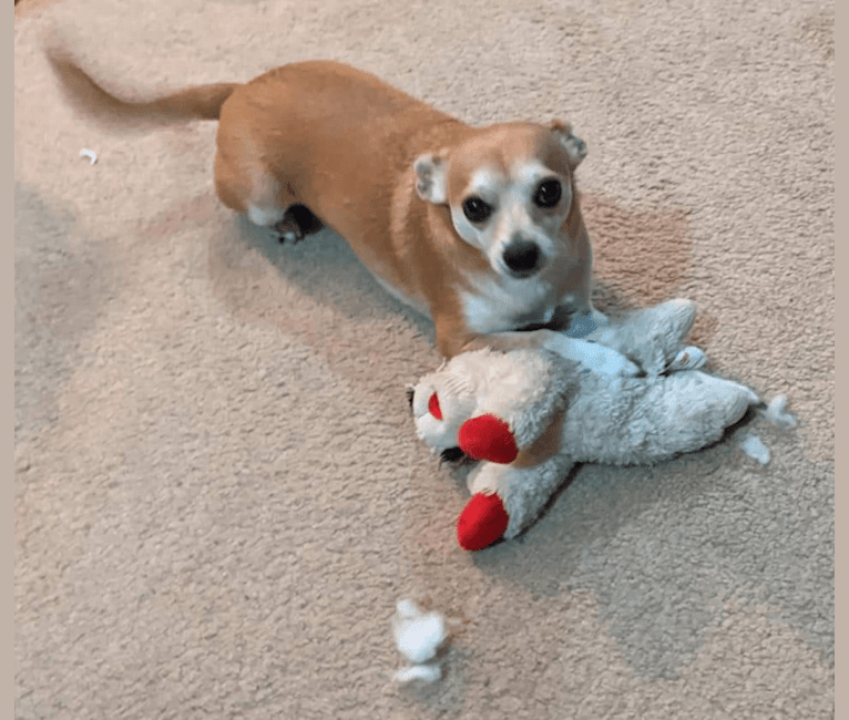 Photo of Wally, a Chihuahua, Pomeranian, Beagle, and Rat Terrier mix in Jeff, Indiana, USA