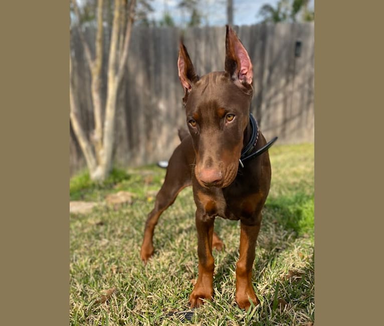 Gertie, a Doberman Pinscher tested with EmbarkVet.com