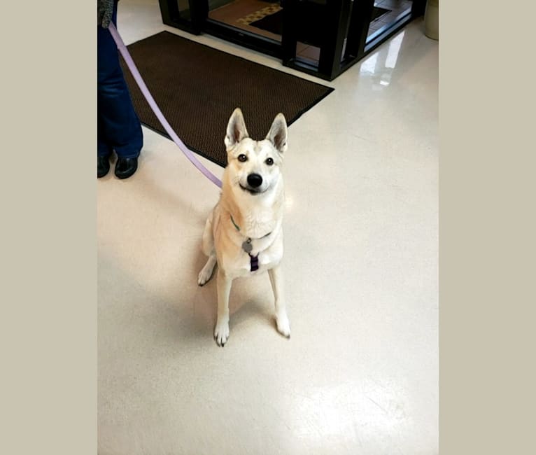 Gemma, a West Siberian Laika tested with EmbarkVet.com